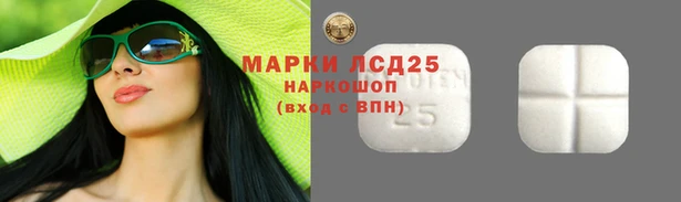 прущие грибы Каменногорск