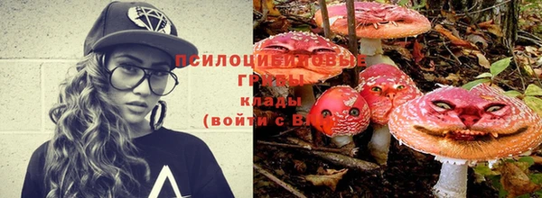 прущие грибы Каменногорск